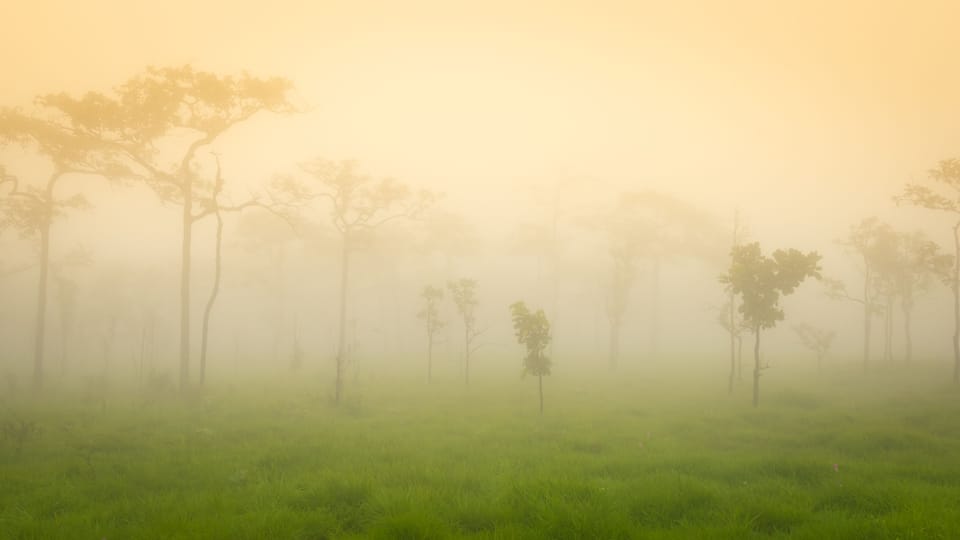 Krachiew flower field on a foggy day