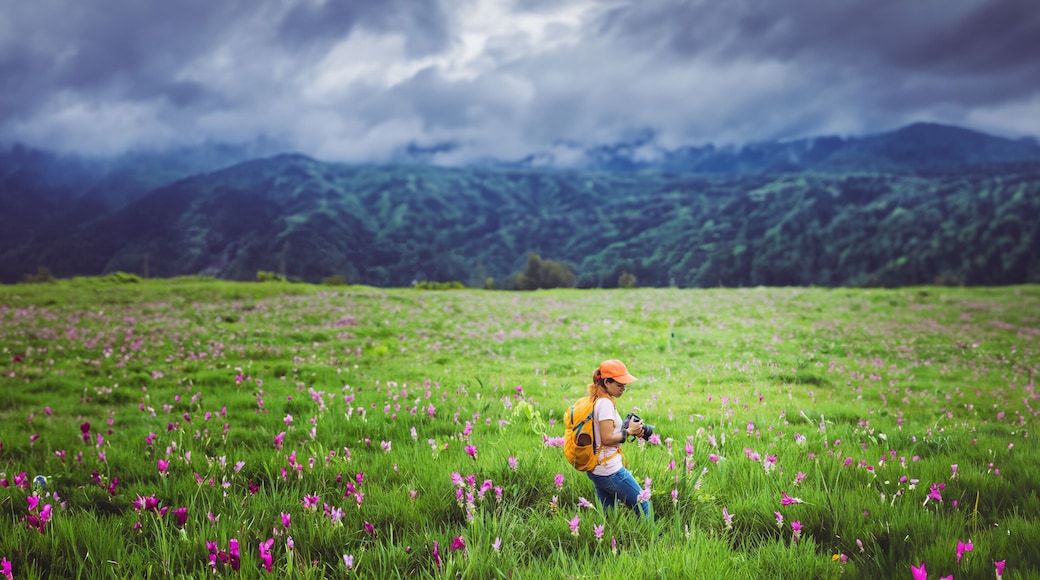 Asian woman travel nature. Travel relax. Photography Cucumber sessilis flower field.