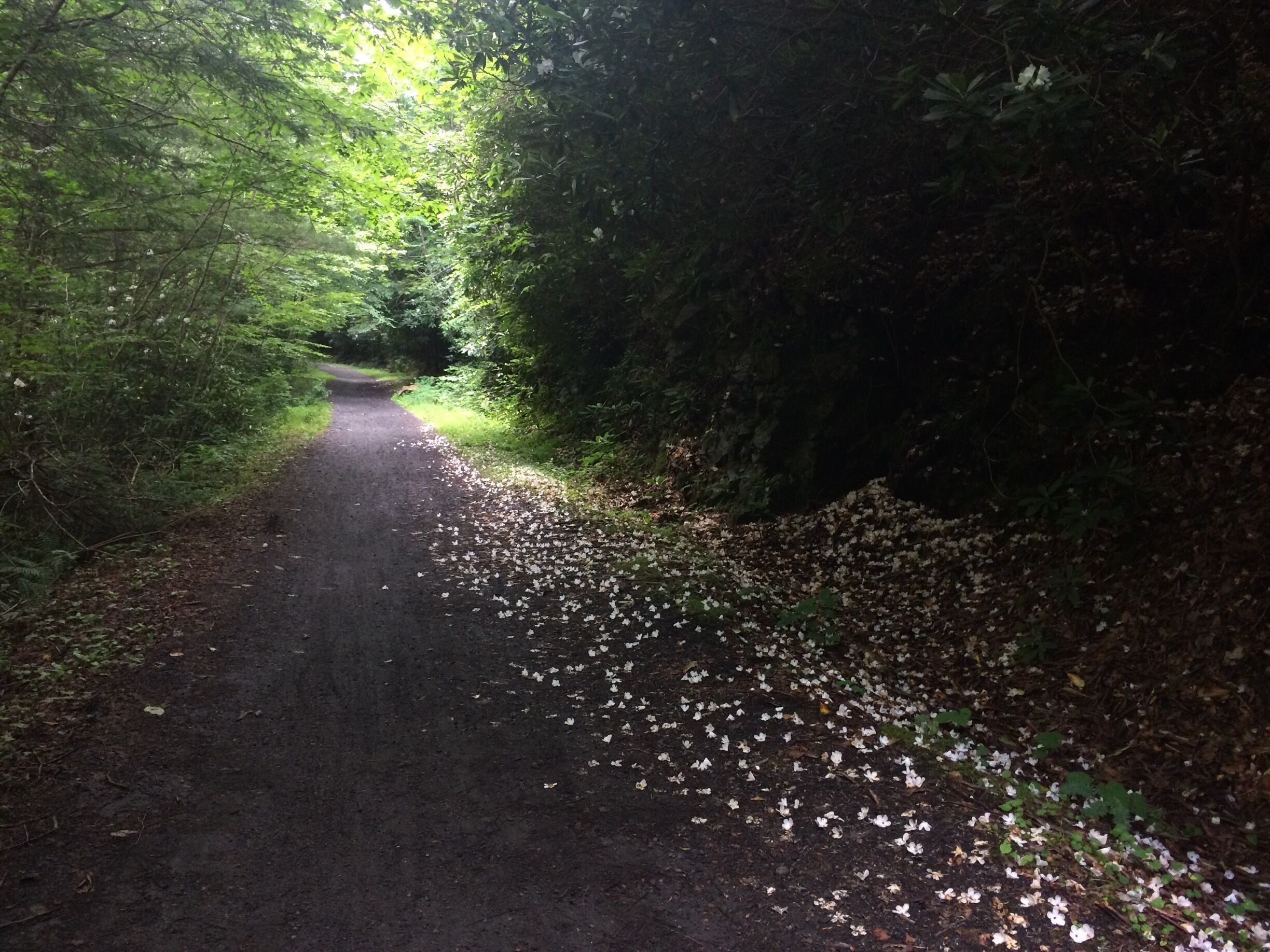 The Virginia Creeper Trail is a 34 mile Rails to Trails path that goes from White Top Station to Abingdon. Damascus is in the heart of this trail & is a wonderful place to catch a shuttle to the top and ride the 17 miles back down...especially for those of you with young children! The path crosses several bridges and roads and goes thru some of the areas most beautiful spots! 
http://www.vacreepertrail.com

#railtotrail #rideabike #trail #vacreepertrail #damascusvirginia #weekendgetaway