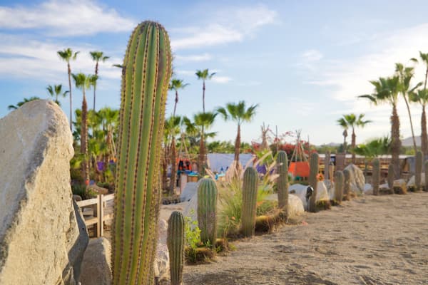 Wirikuta Garden which includes a garden