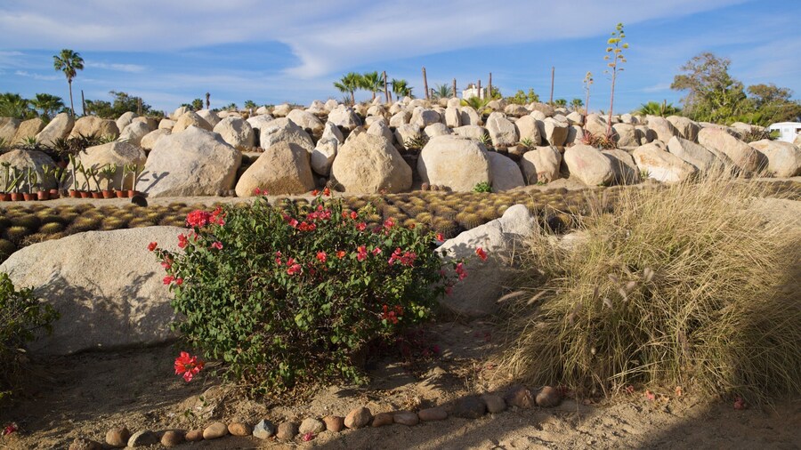 Wirikuta Garden which includes wildflowers and a park