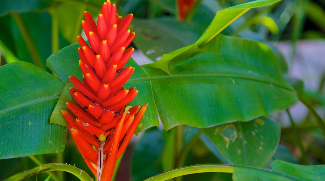 Økomuseum som viser blomster og villblomster