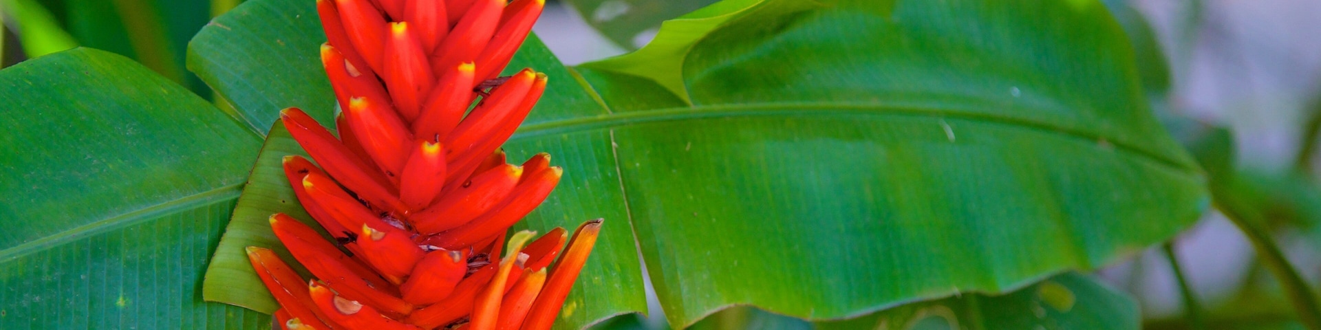 Ecomuseu caracterizando flores e flores silvestres