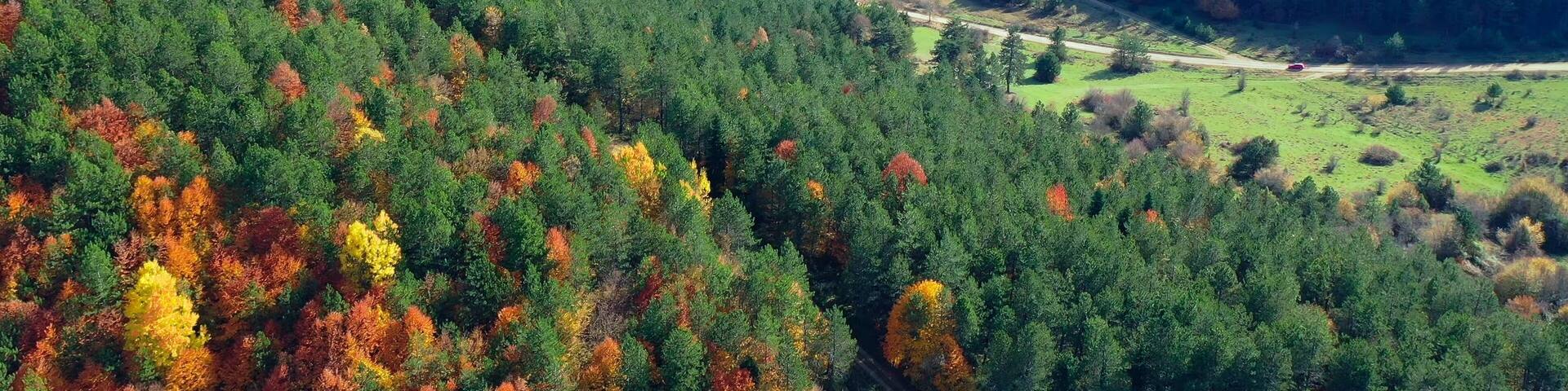 Aerial view of Şirinyazı Pond in Bolu Mengen, Turkey. The image captures autumn trees with golden poplar, green pine, and bright red and yellow leaves. The pond is surrounded by hills