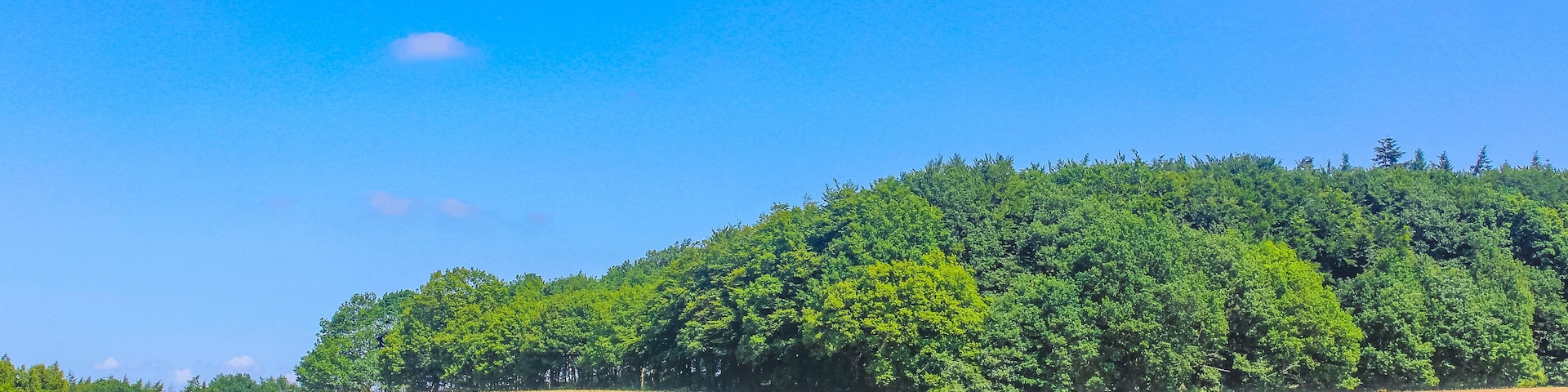 Um campo verde com uma colina coberta de árvores ao fundo.