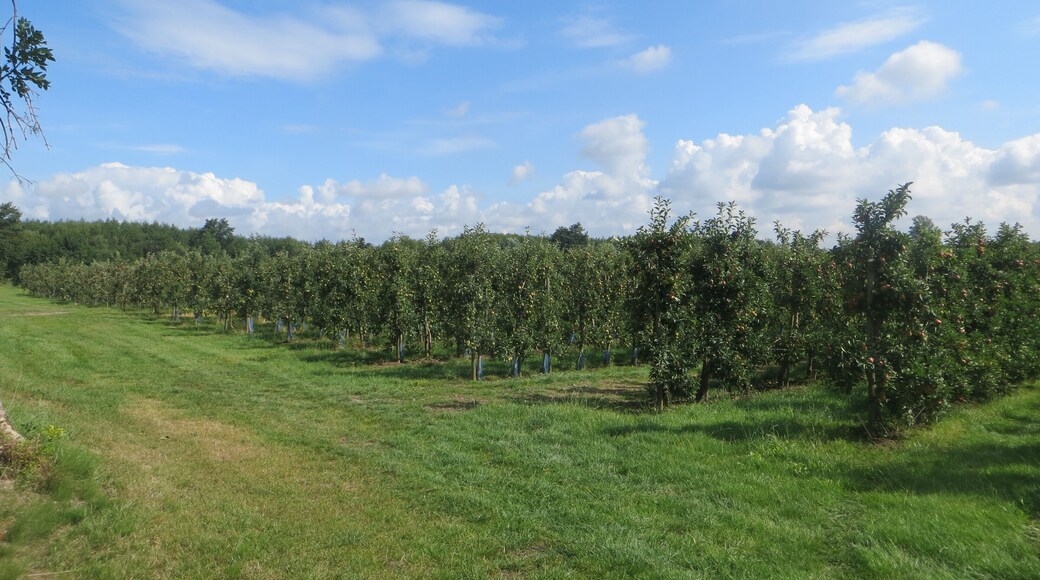 Apfelanbau in der Genmeinde Haselau