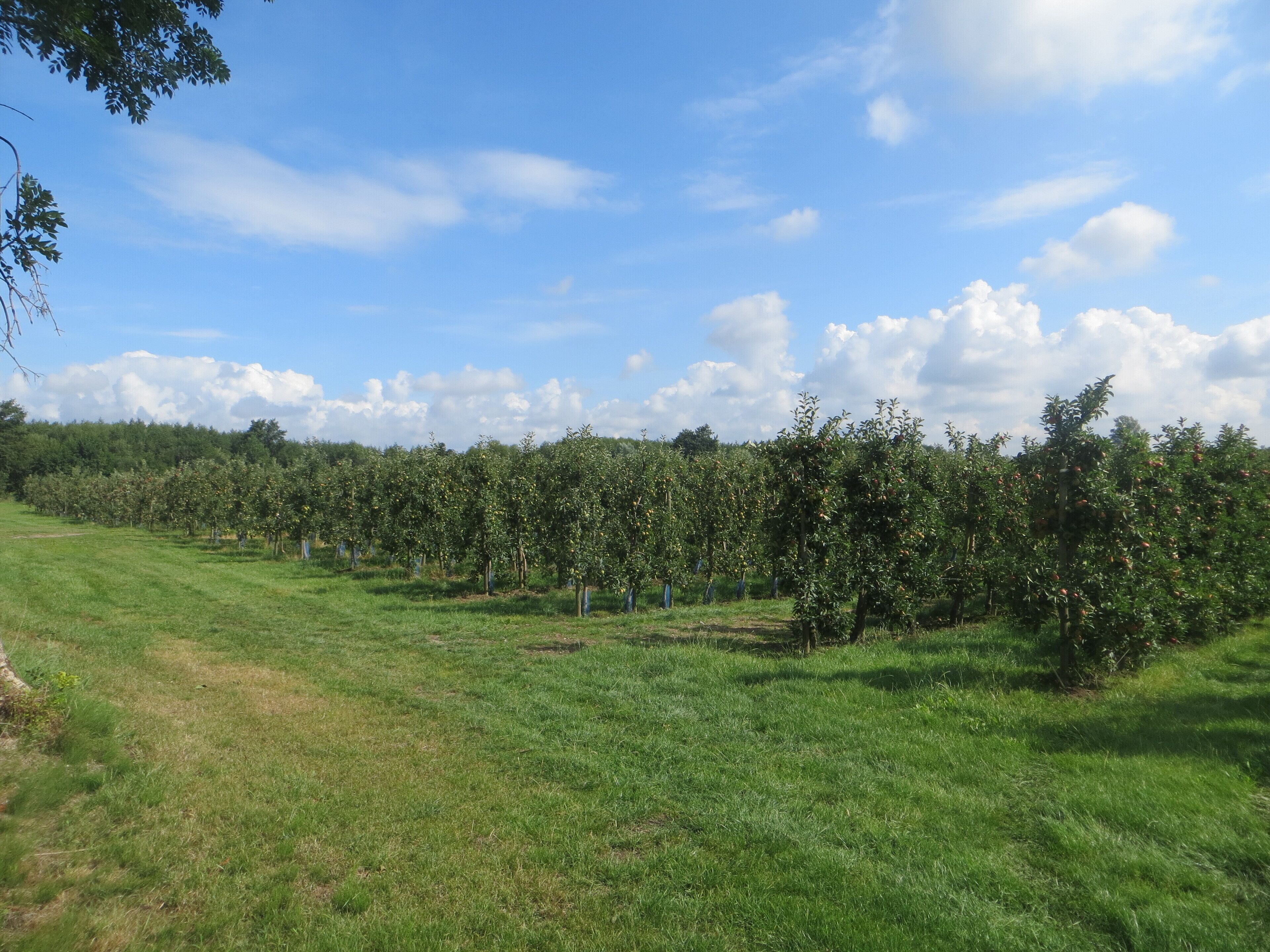 A lush orchard with rows of fruit trees under a clear blue sky.