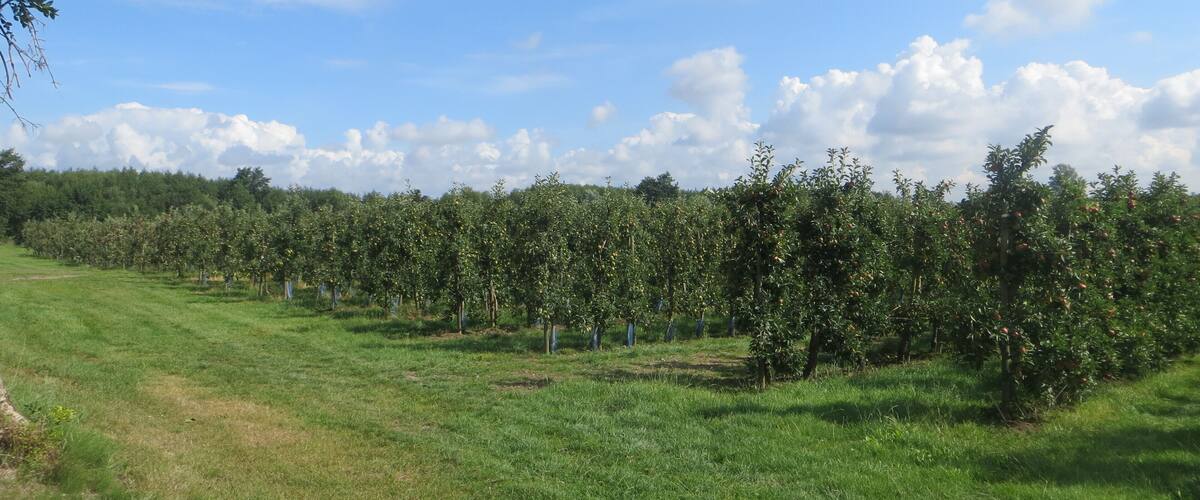 A lush orchard with rows of fruit trees under a clear blue sky.