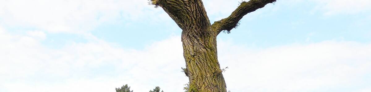 Ein markanter Baum mit verdrehtem Stamm und Ästen, in der Nähe eines stillen Sees mit Spiegelung, umgeben von Grün und Gebäuden im Hintergrund.