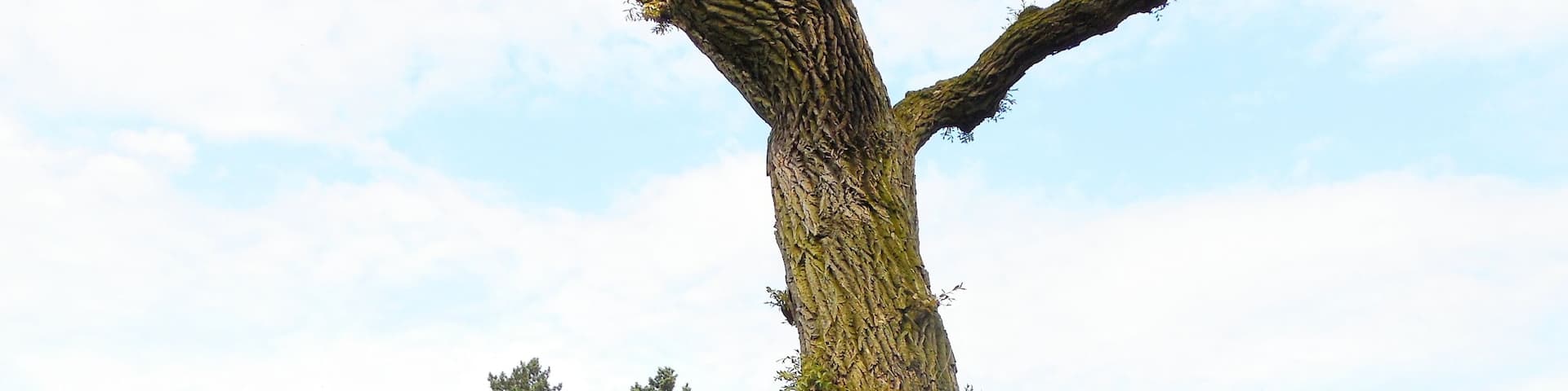 A unique tree with a twisted trunk and branches, located near a calm lake with a reflection, surrounded by greenery and buildings in the background.