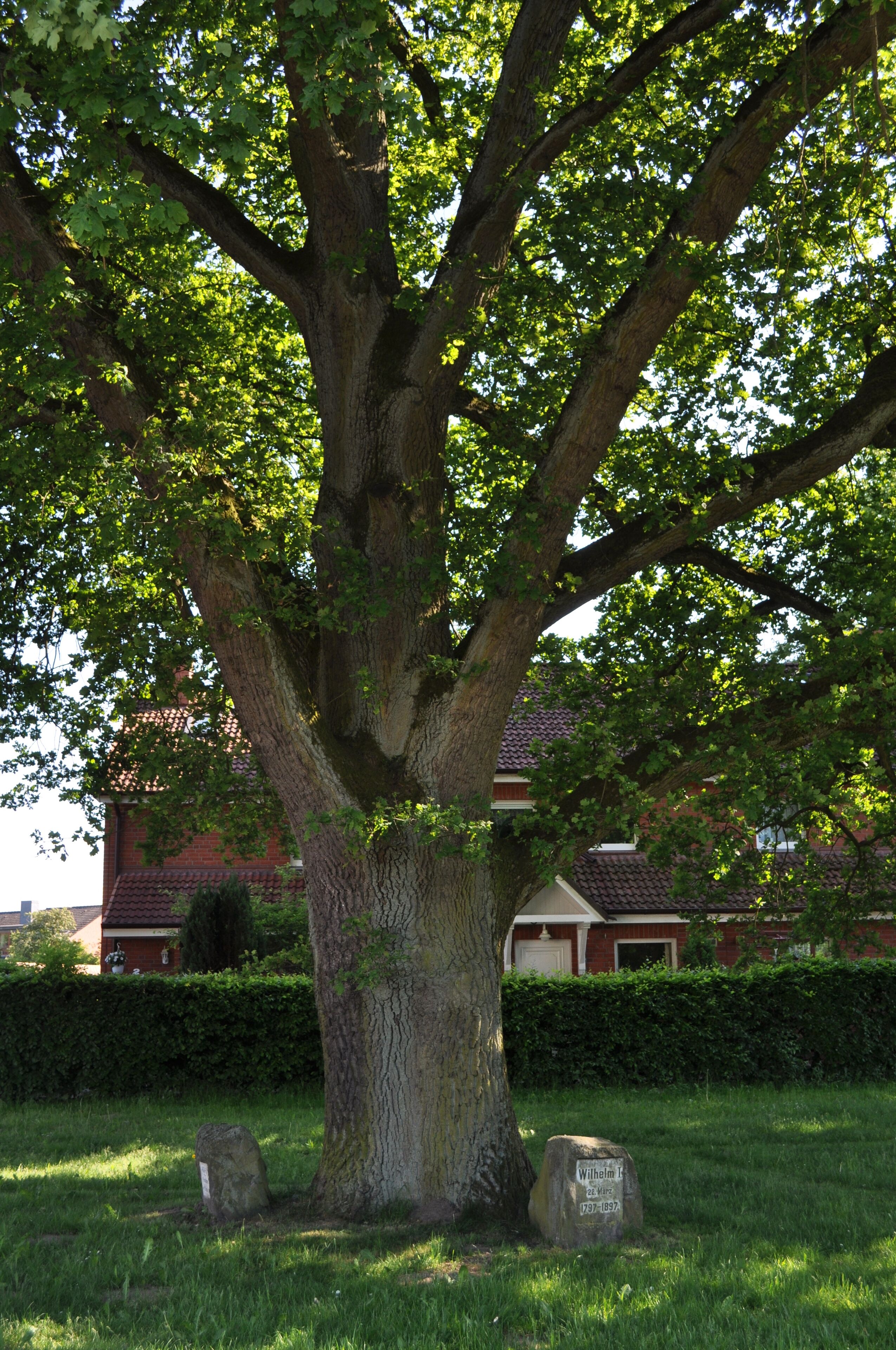 Friedenseiche im Ortsteil Hoisbüttel der Gemeinde Ammersbek.