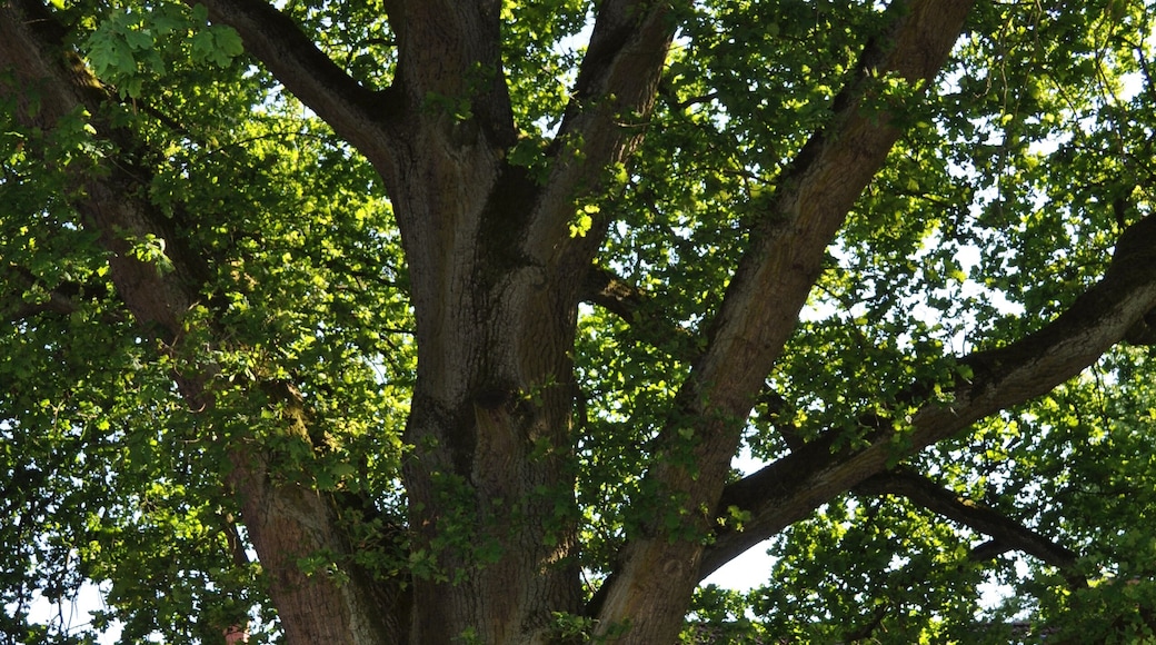 Friedenseiche im Ortsteil Hoisbüttel der Gemeinde Ammersbek.