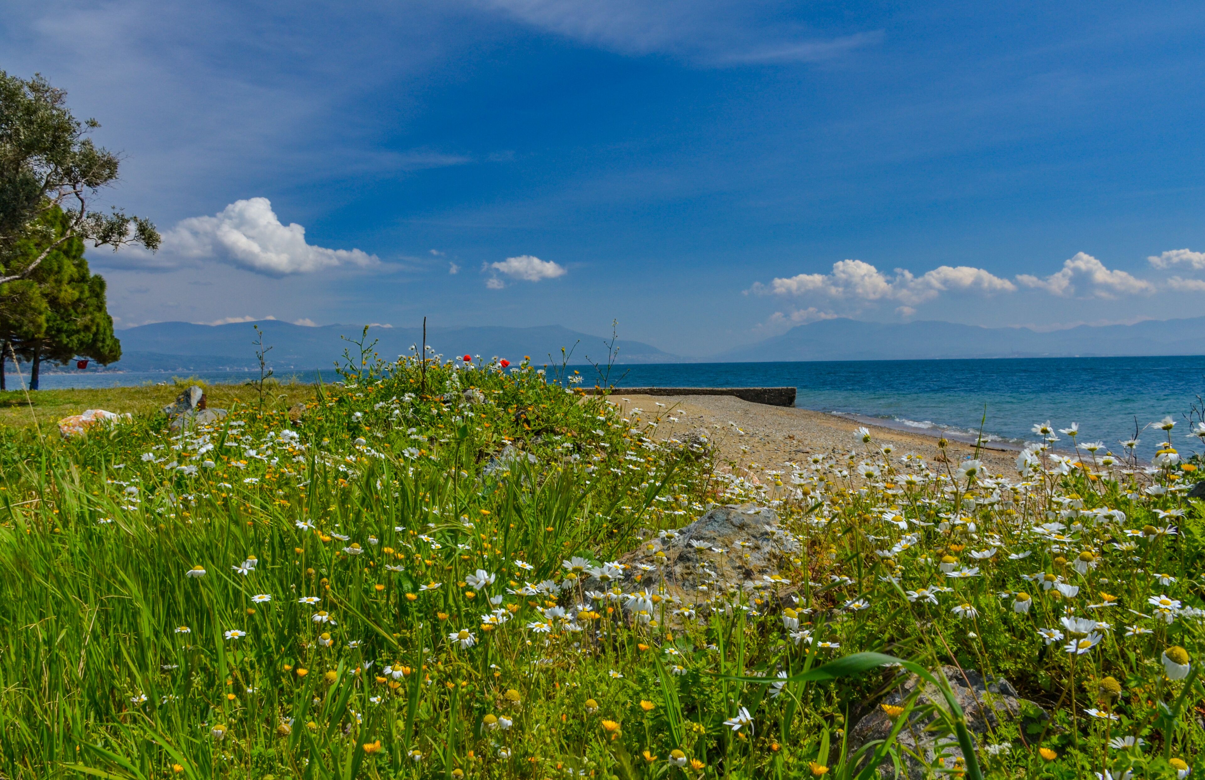 flowers on Çamlık Plaj scenic beach and Marmara sea near Kapakli (Yalova province, Turkey) 