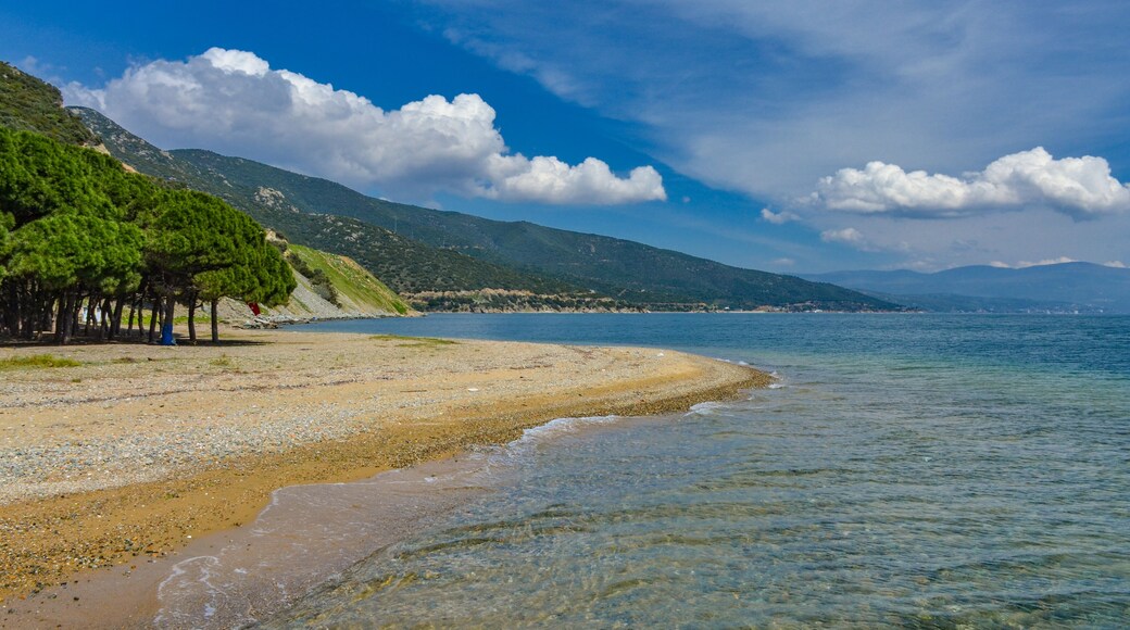sand and pines on Çamlık Plaj scenic beach and Marmara sea near Kapakli (Yalova province, Turkey)