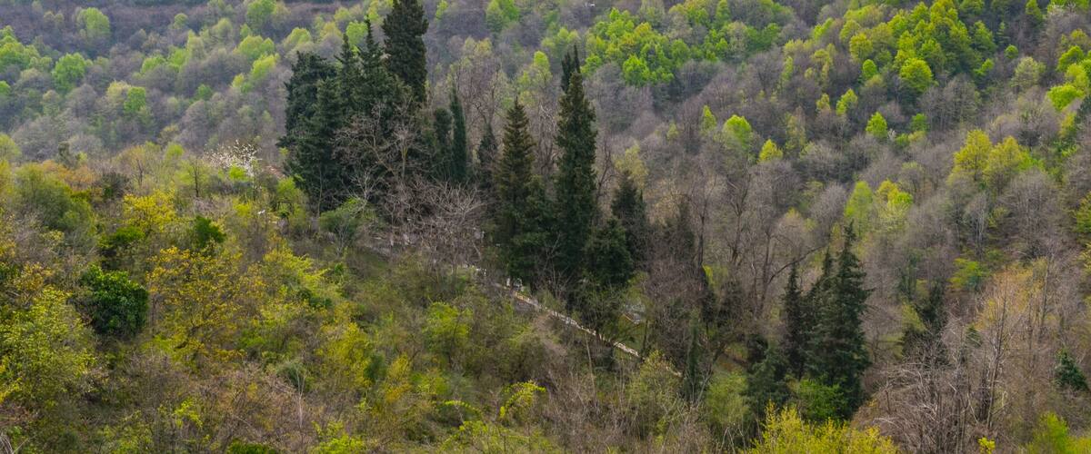 A forested mountain landscape with dense green trees and a few tall conifers.