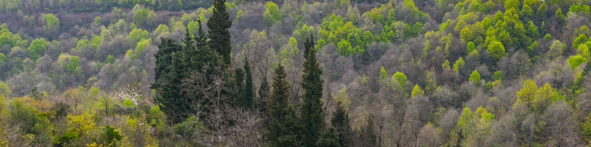 A forested mountain landscape with dense green trees and a few tall conifers.