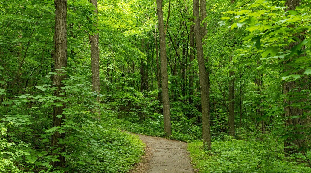 Parc Jean-Drapeau which includes forest scenes
