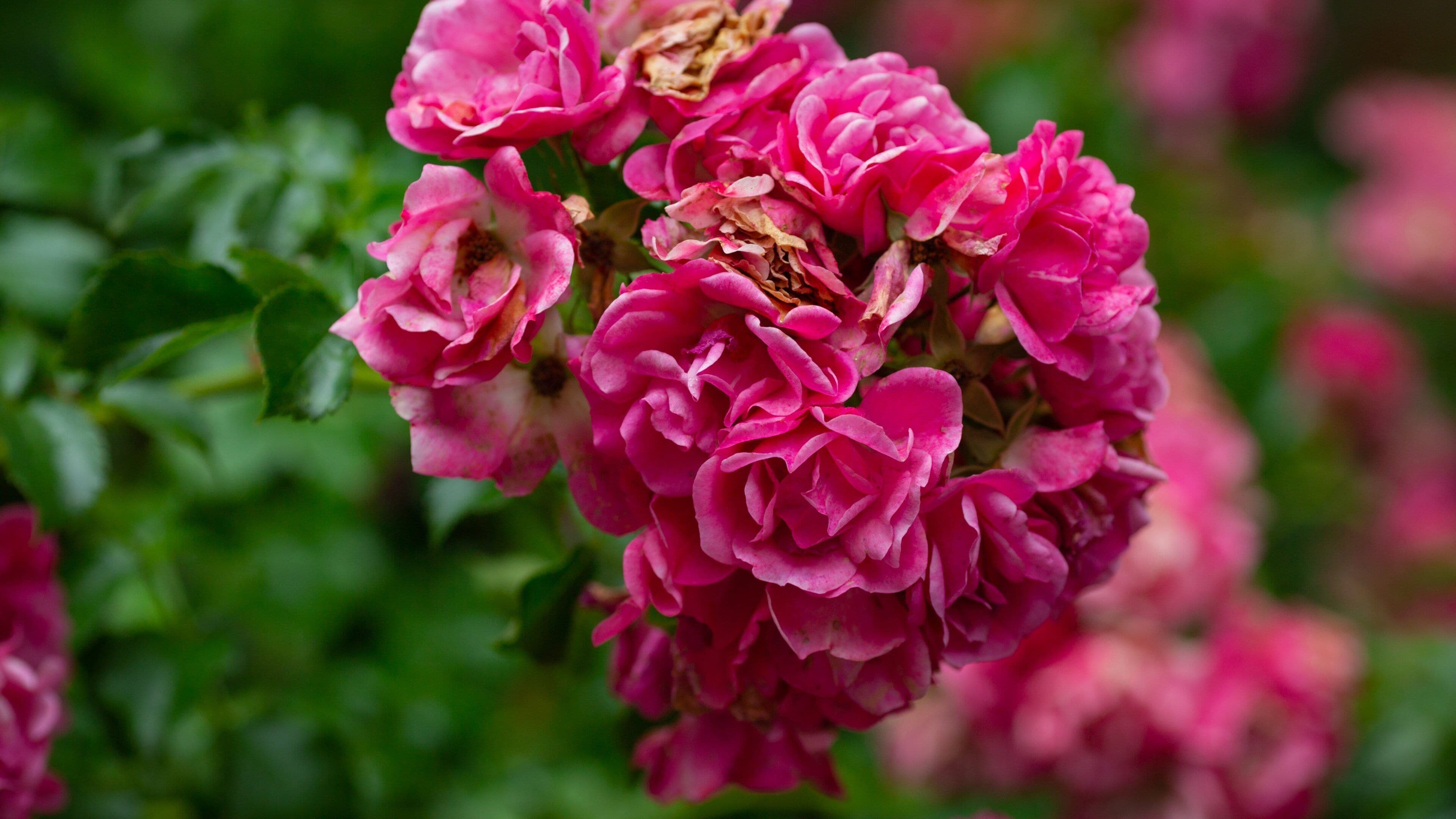 Doehren featuring wildflowers