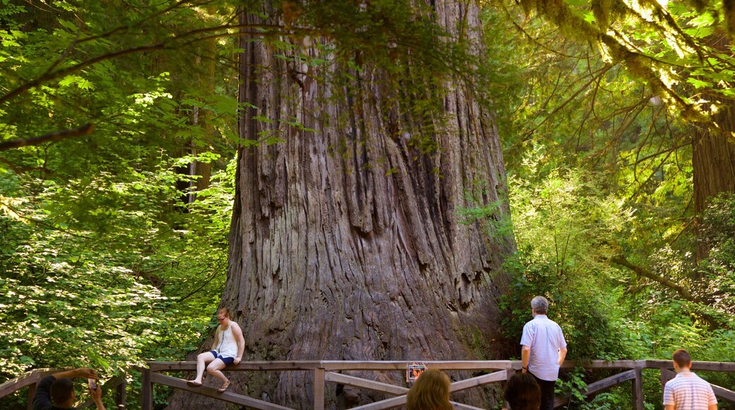 Big Tree Wayside which includes forest scenes as well as a small group of people