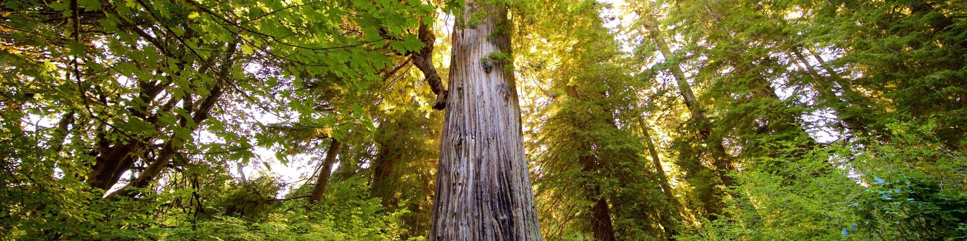 Big Tree Wayside featuring a sunset and forests as well as a small group of people