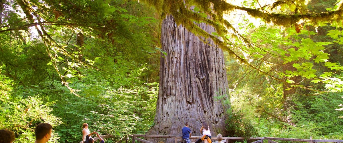 Big Tree Wayside showing forests as well as a small group of people