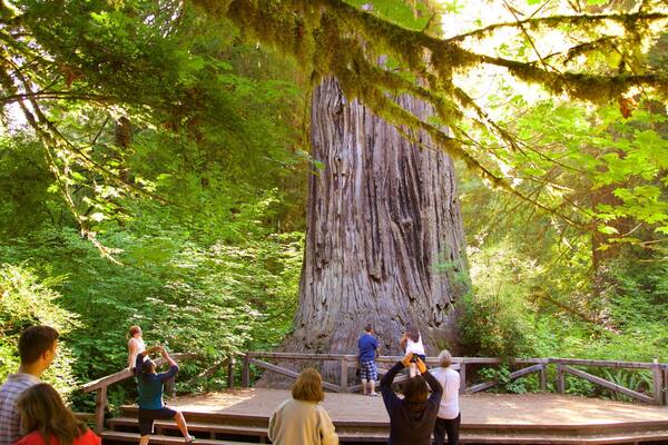 Big Tree Wayside showing forests as well as a small group of people