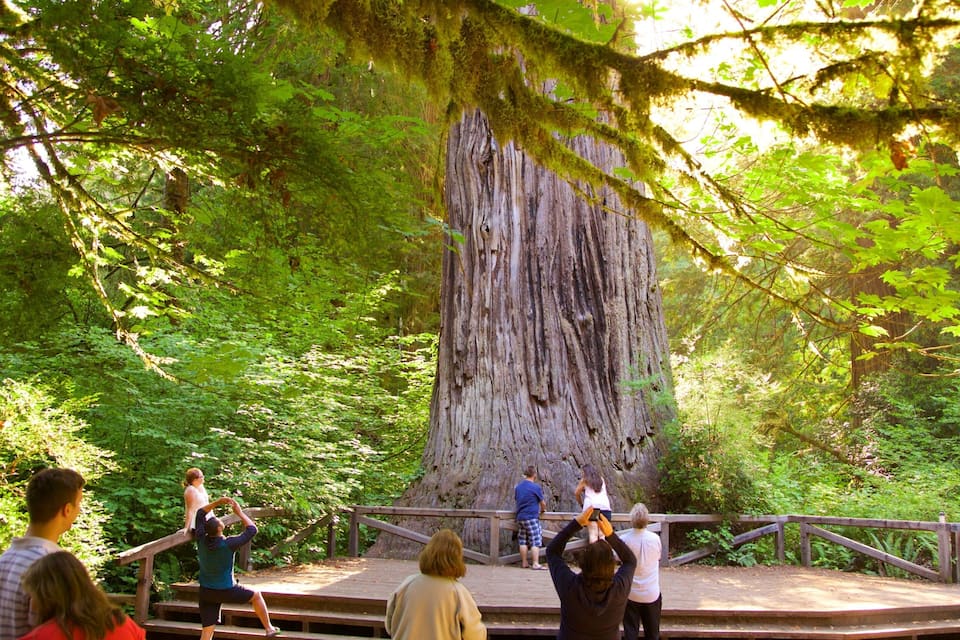 A large tree in a forest with a wooden platform in front.
