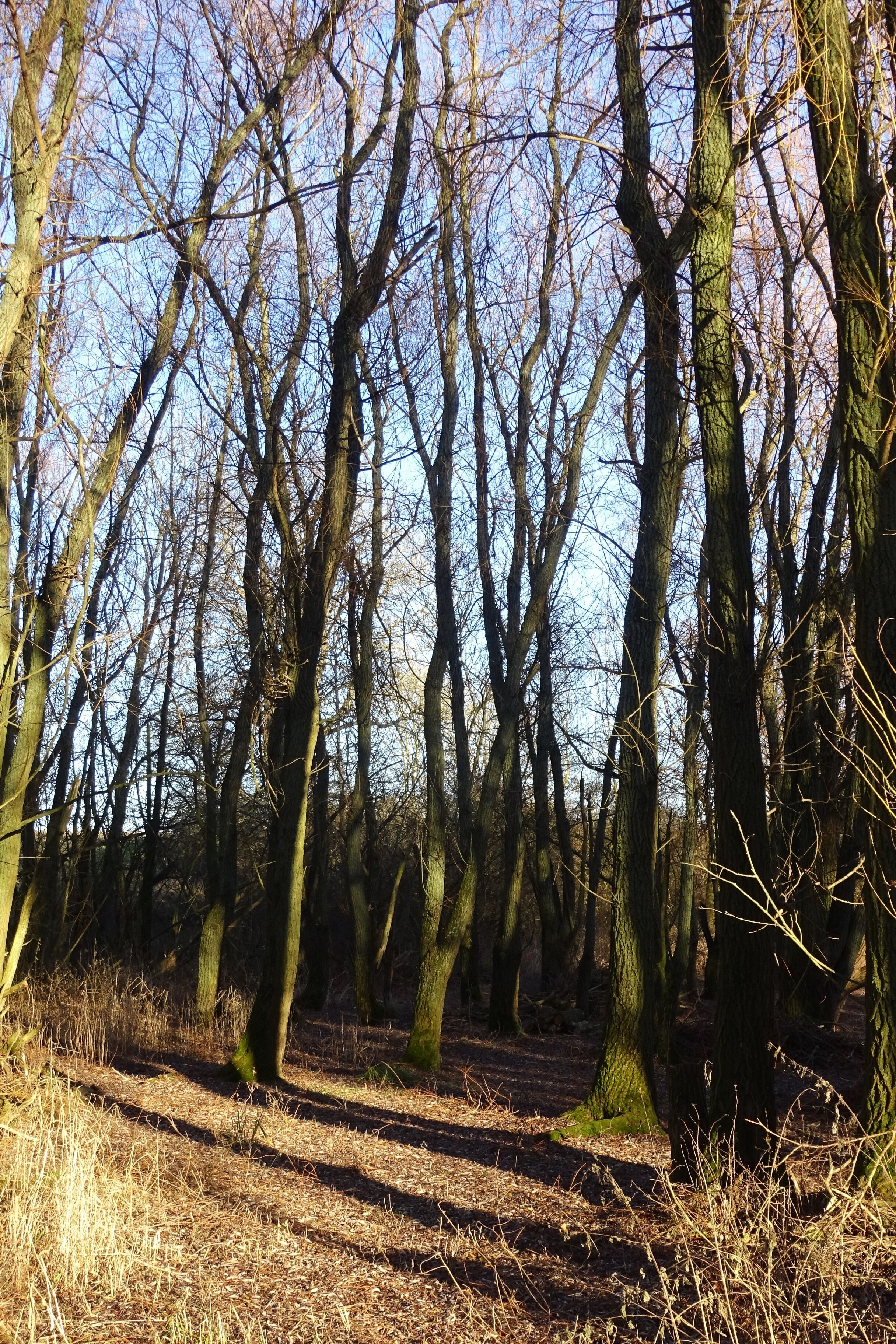 LSG HI 00028 Röderhofer Teiche und Egenstedter Forst - am Laichteich