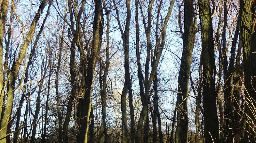 LSG HI 00028 Röderhofer Teiche und Egenstedter Forst - am Laichteich