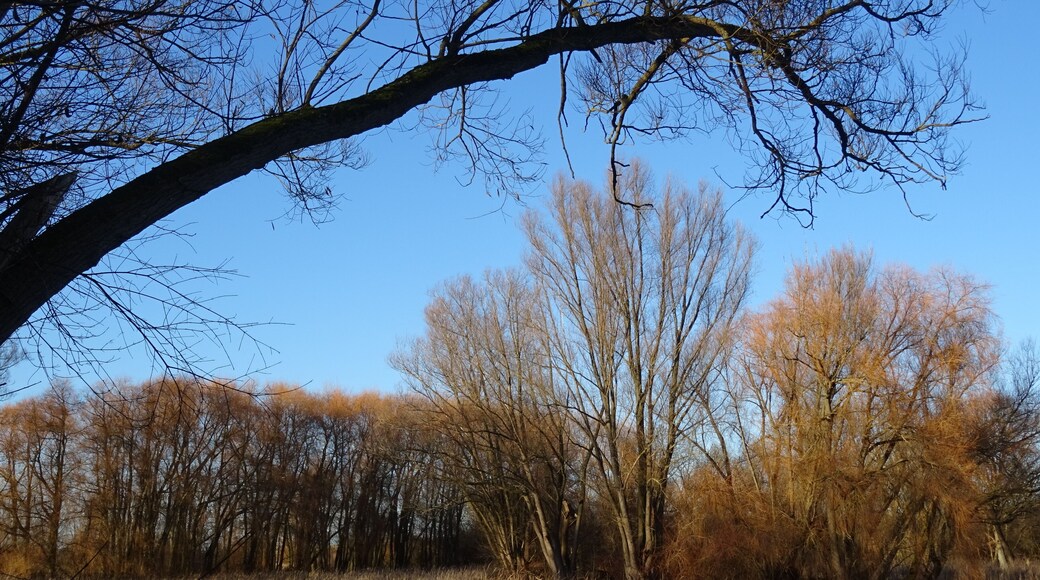 LSG HI 00028 Röderhofer Teiche und Egenstedter Forst - Laichteich