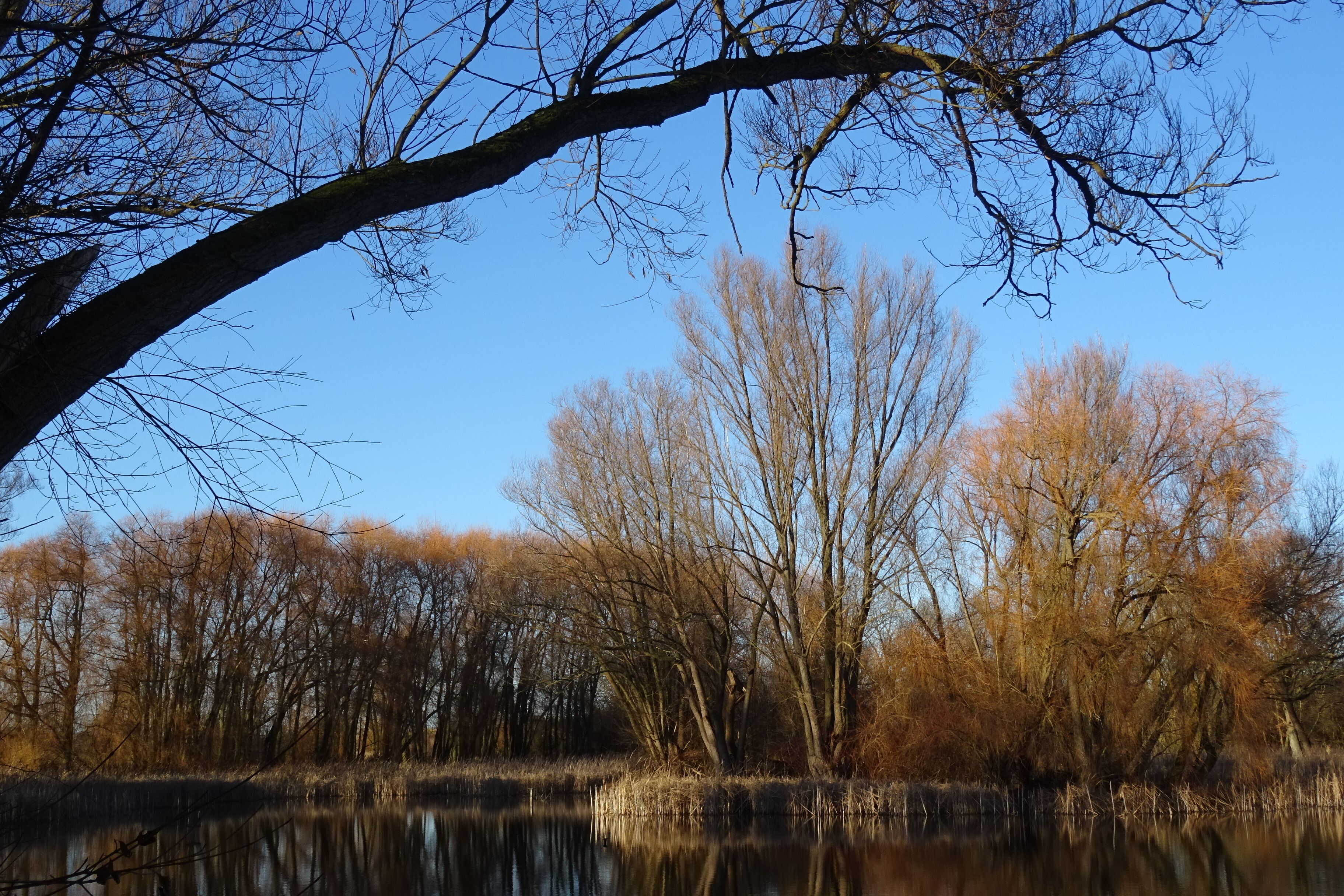 A calm river with trees reflecting in the water, surrounded by a forest.