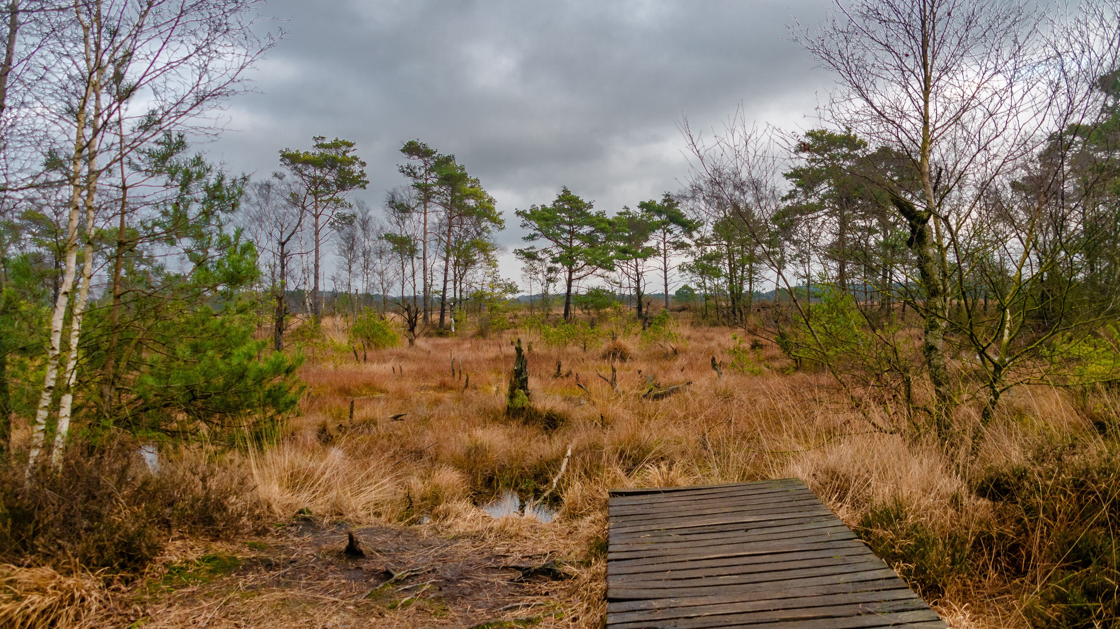 Pietmoor in der Lüneburger Heide Moor 