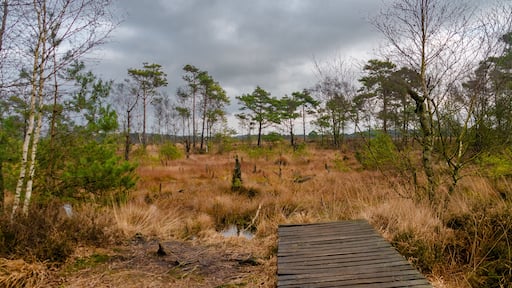 Pietmoor in der Lüneburger Heide Moor