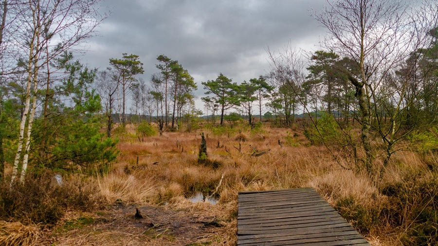 Pietmoor in der Lüneburger Heide Moor