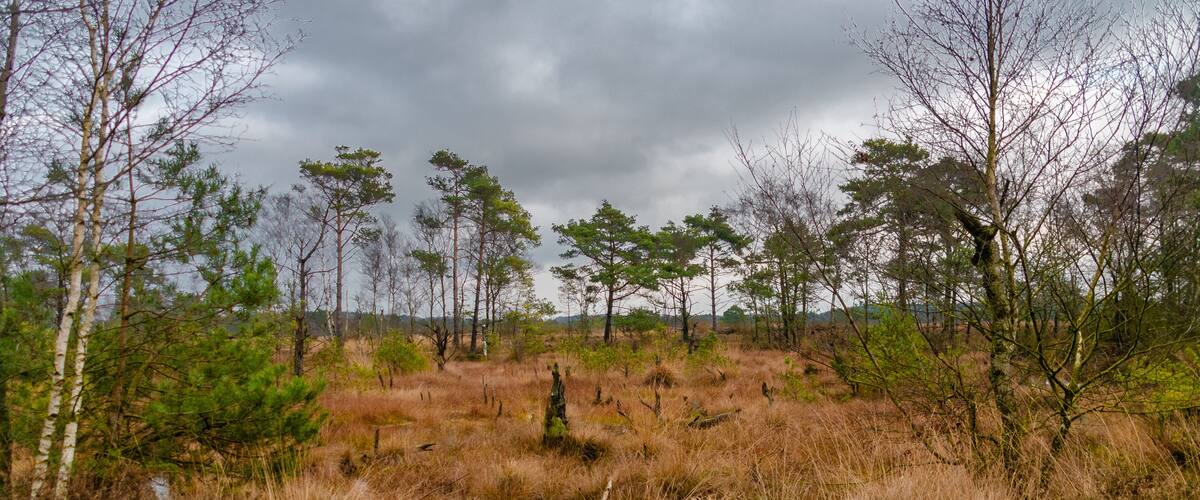 A wooden boardwalk leading through a wetland area with various trees and shrubs.