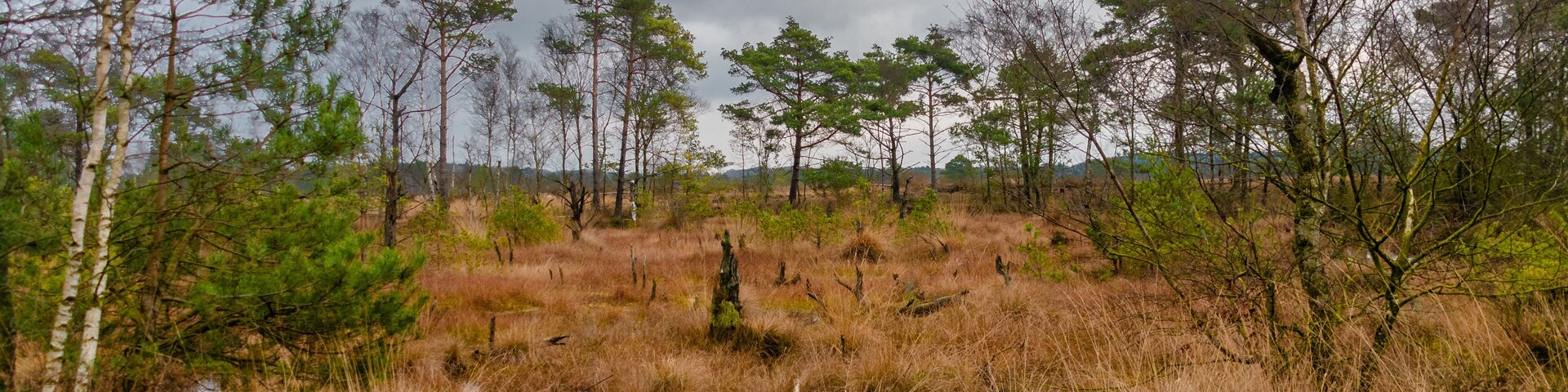 A wooden boardwalk leading through a wetland area with various trees and shrubs.