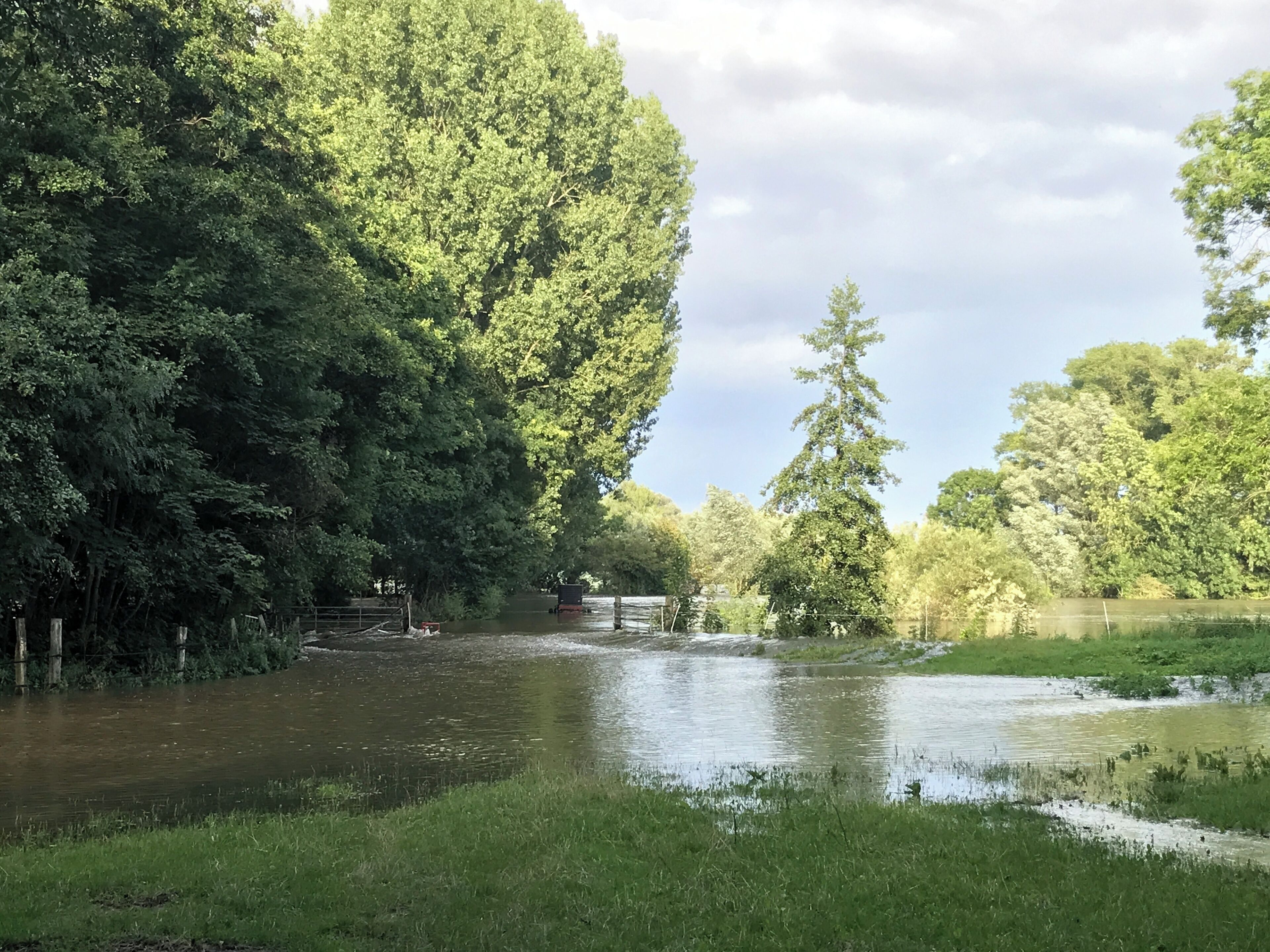 Leine flood Hemmingen 2017-07-28 flooded trees