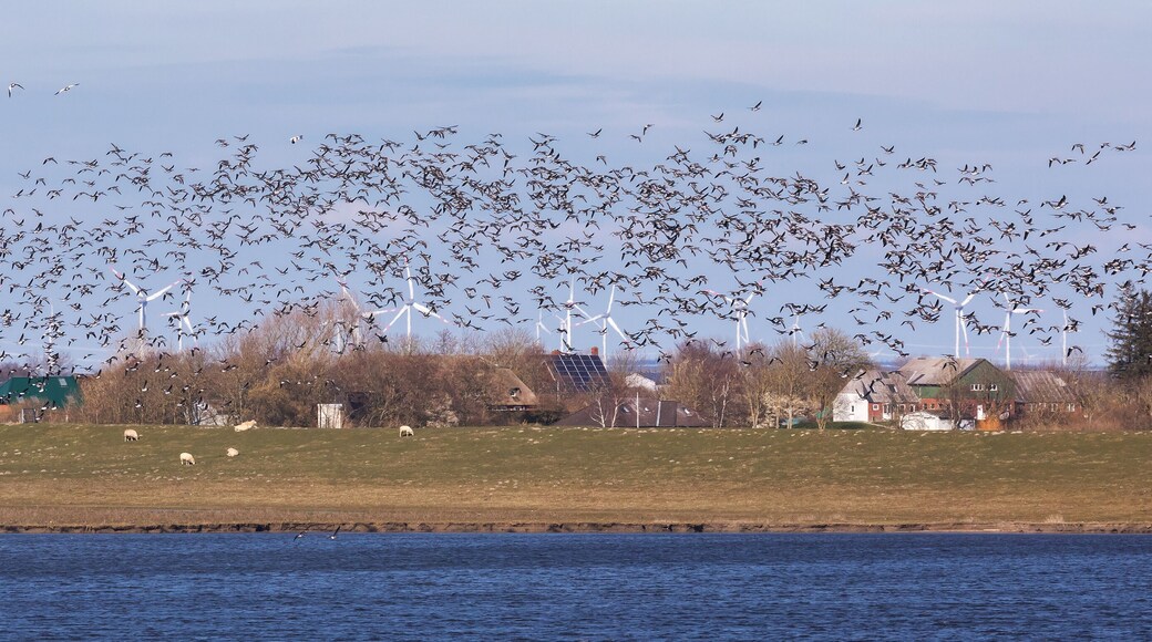 Ein Vogelschwarm, hauptsächlich Weißwangengänse (Branta leucopsis, Nonnengänse, Barnacle goose) über dem Hauke-Haien-Koog. Bei Ockhom in Nordfriesland, Schleswig-Holstein, Deutschland.