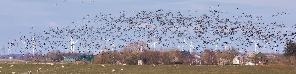 Ein Vogelschwarm, hauptsächlich Weißwangengänse (Branta leucopsis, Nonnengänse, Barnacle goose) über dem Hauke-Haien-Koog. Bei Ockhom in Nordfriesland, Schleswig-Holstein, Deutschland.