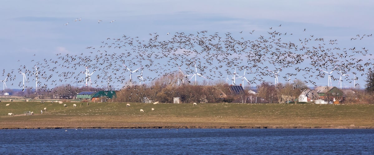 A flock of birds flying over a grassy field with wind turbines in the background.