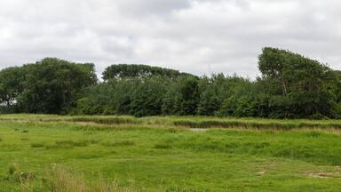 A grassy field with a cluster of trees and a cloudy sky.