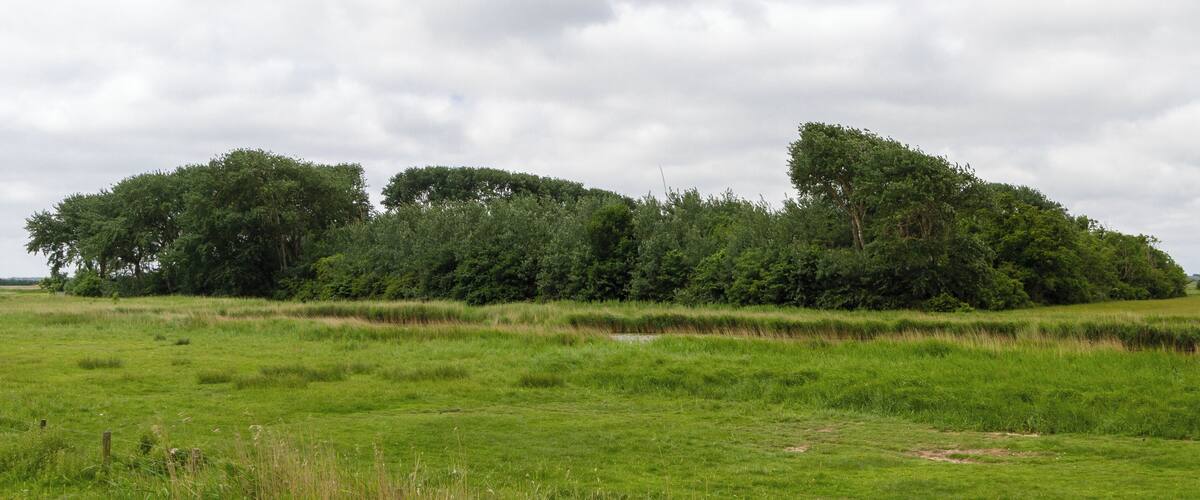 A grassy field with a cluster of trees and a cloudy sky.