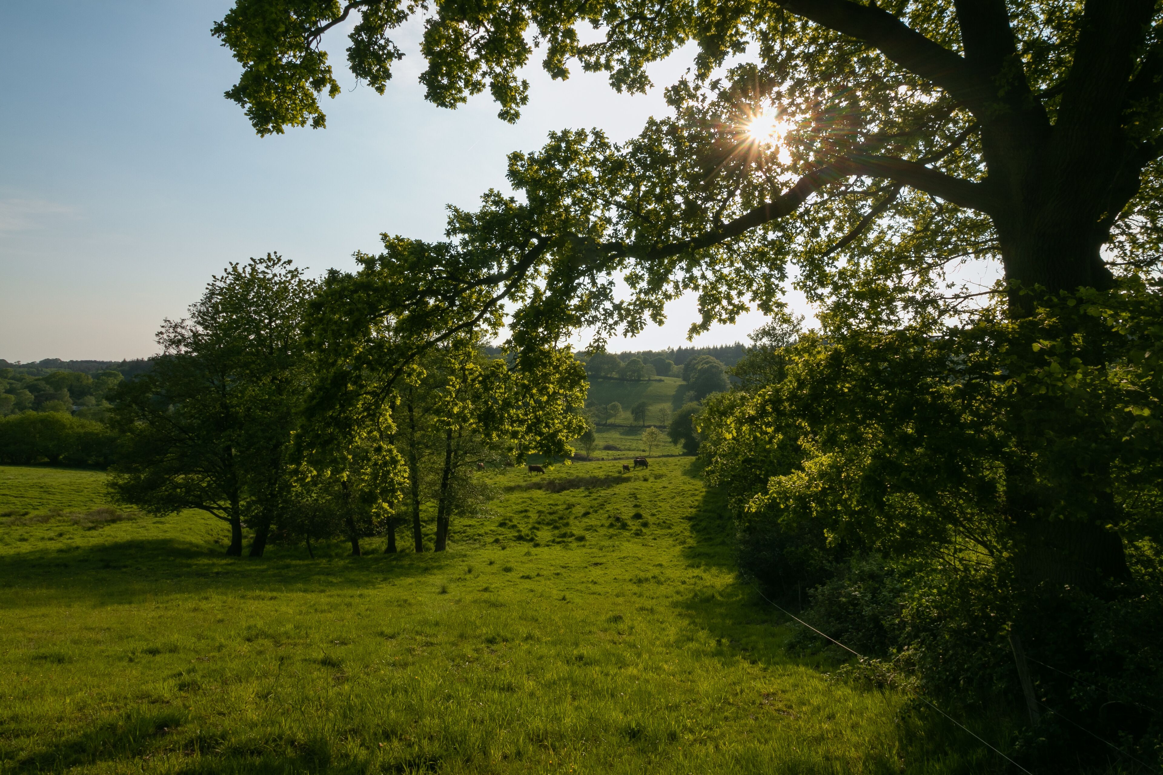 A grassy field with trees and a clear sky.