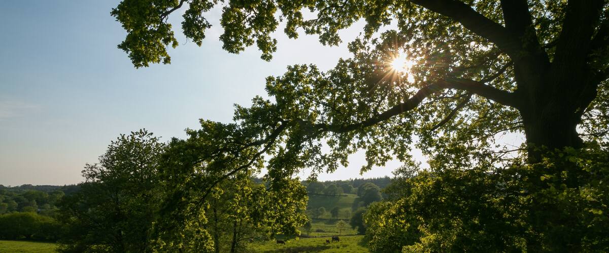 A grassy field with trees and a clear sky.