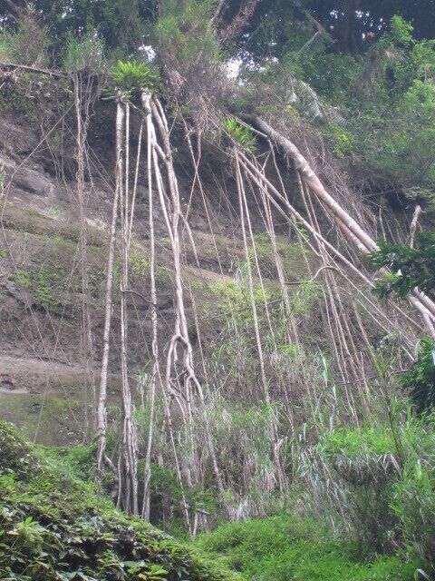 Looks like stringed instruments, this Balite roots captures me when I look up  the upper potion of  Katebbegan Falls, there's a wild orchid hang in....
