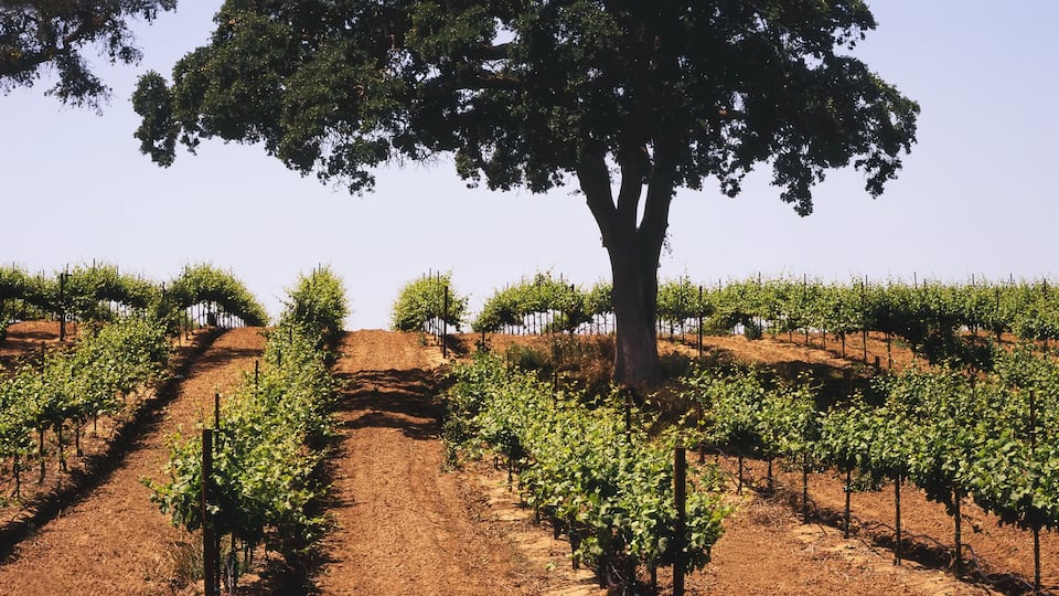 A vineyard with rows of grapevines and trees in the background.