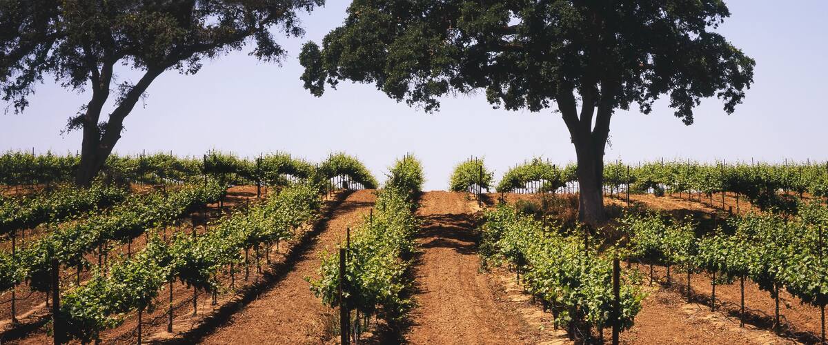 A vineyard with rows of grapevines and trees in the background.