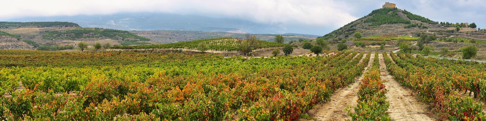 Vineyards and Davalillo castle, La Rioja (Spain)