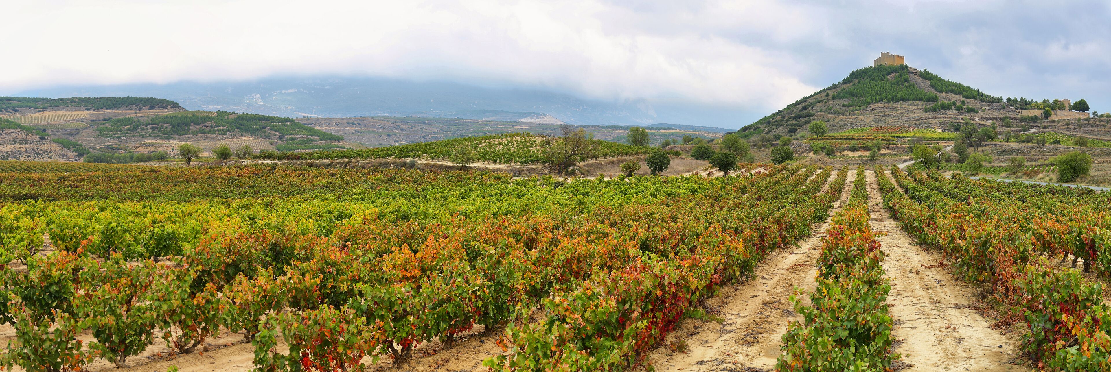 A vineyard with rows of grapevines, a dirt path, and a castle on a hill in the background.