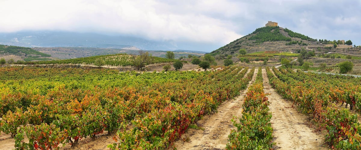 A vineyard with rows of grapevines, a dirt path, and a castle on a hill in the background.